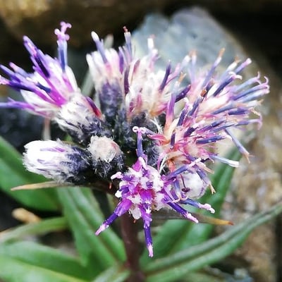 Saussurea alpina — flower