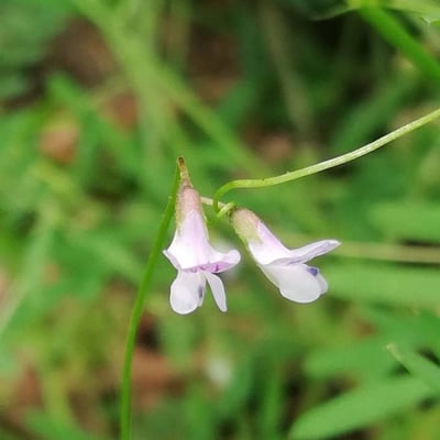 Vicia parviflora — flower
