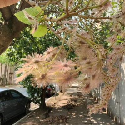 Heliocarpus americanus — flower