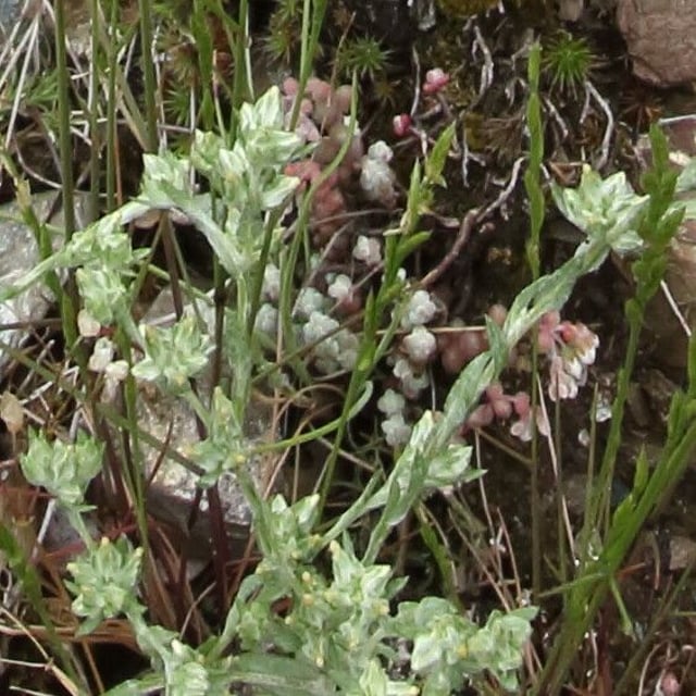 Logfia minima — flower