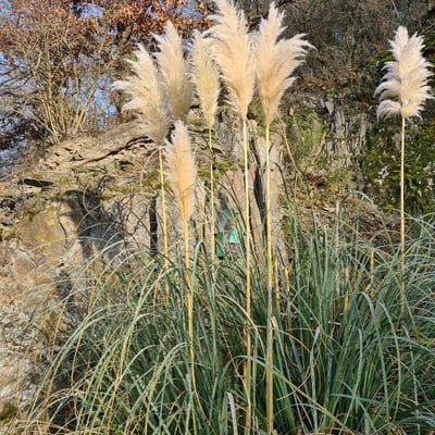 Cortaderia selloana — flower