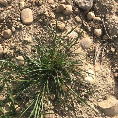 Schismus barbatus — leaf