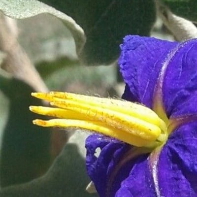 Solanum lycocarpum — flower