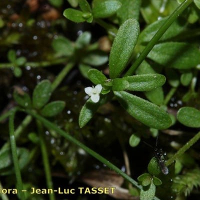 Galium trifidum — flower