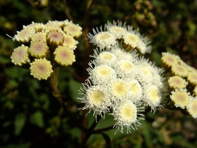Maui pamakani