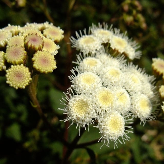 Ageratina adenophora — flower