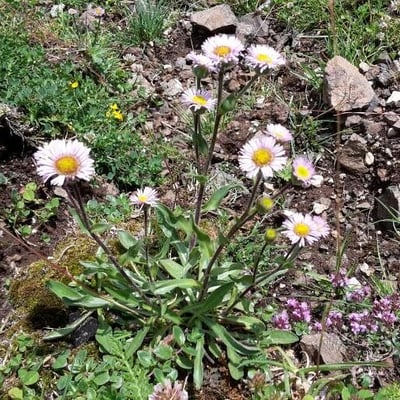 Erigeron alpinus — flower