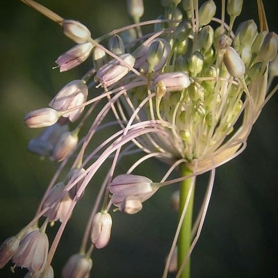 Allium paniculatum — flower