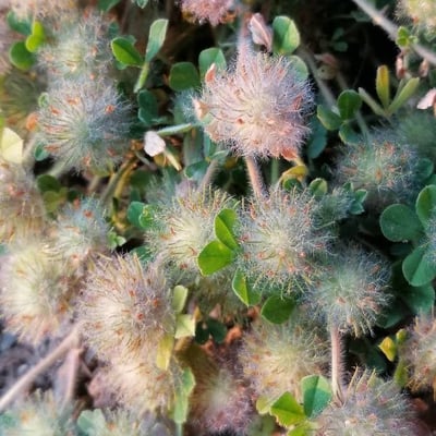Trifolium cherleri — flower