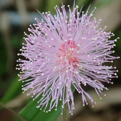 Mimosa pudica — flower