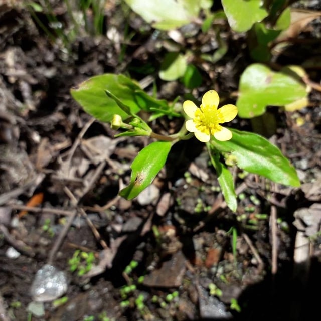 Ranunculus ophioglossifolius — flower