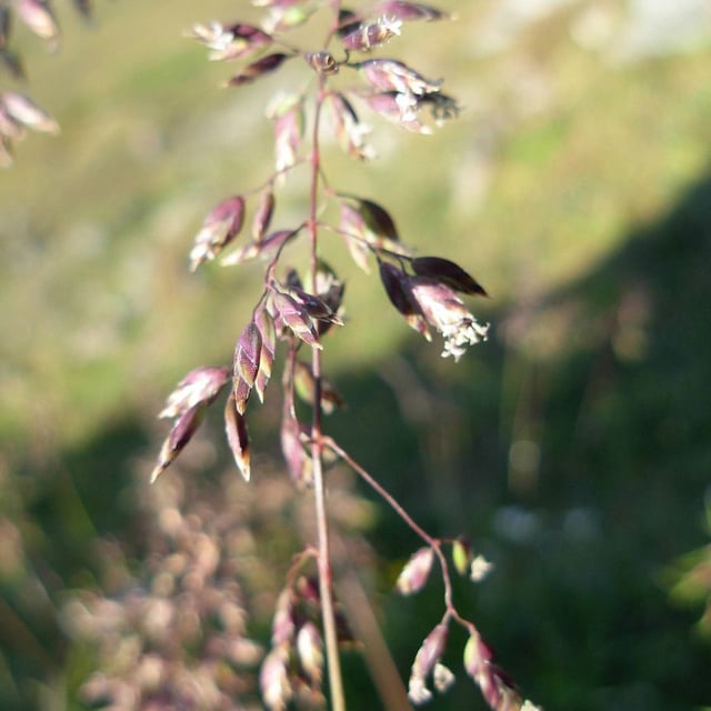 Poa alpina — flower