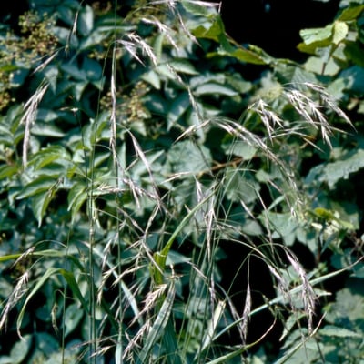 Bromus ramosus — flower