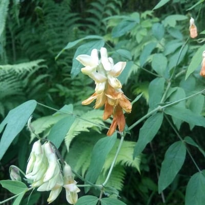 Lathyrus laevigatus — flower