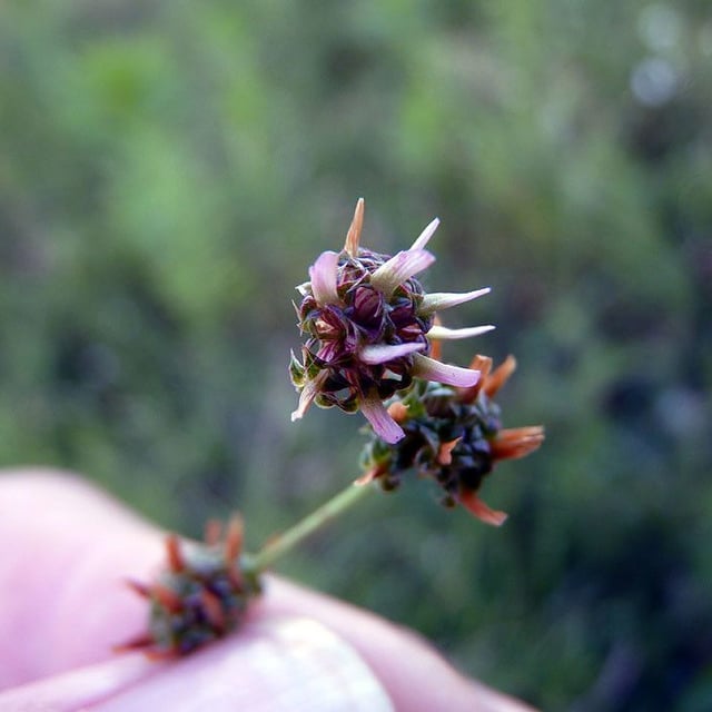 Trifolium glomeratum — flower
