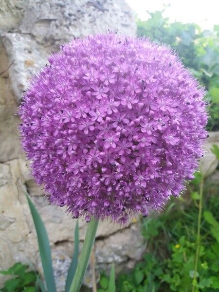 Broadleaf wild leek