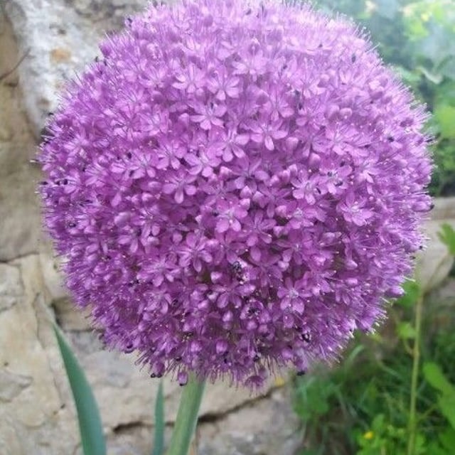 Allium ampeloprasum — flower