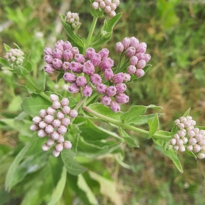 Pluchea odorata — flower