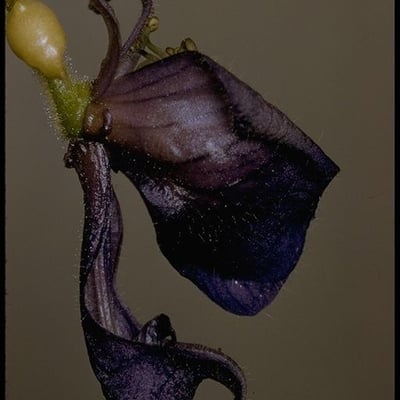Aconitum columbianum — flower