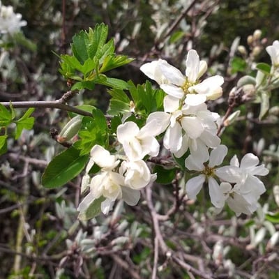 Amelanchier ovalis — flower
