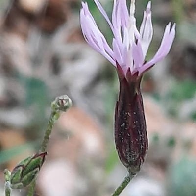 Crupina vulgaris — flower