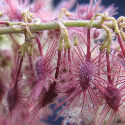 Heliocarpus americanus — flower