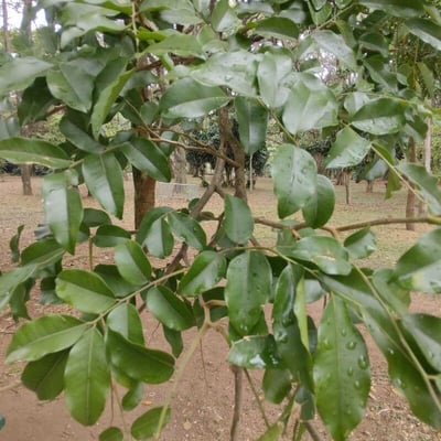 Myroxylon peruiferum — leaf