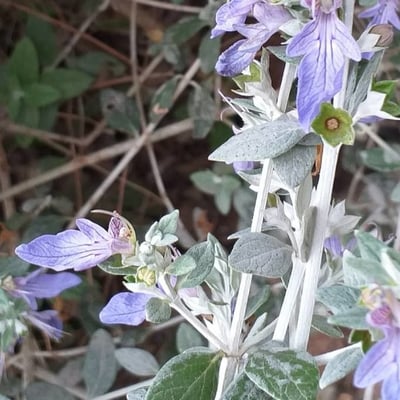 Teucrium fruticans — flower