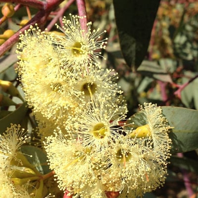 Eucalyptus socialis