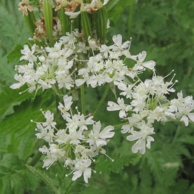 Myrrhis odorata — flower