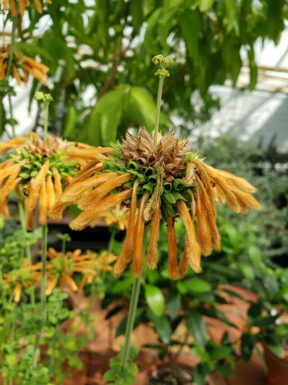 Leonotis ocymifolia