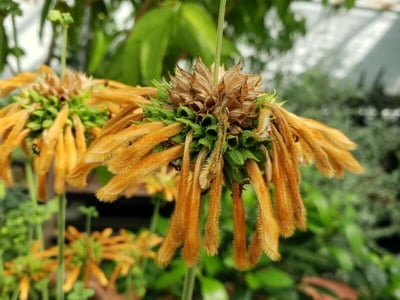 Leonotis ocymifolia