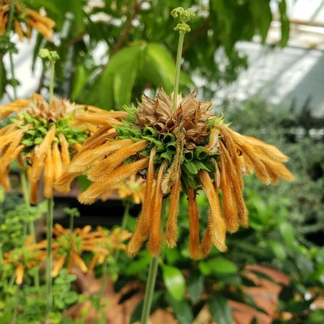 Leonotis ocymifolia