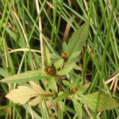 Bidens tripartita — flower