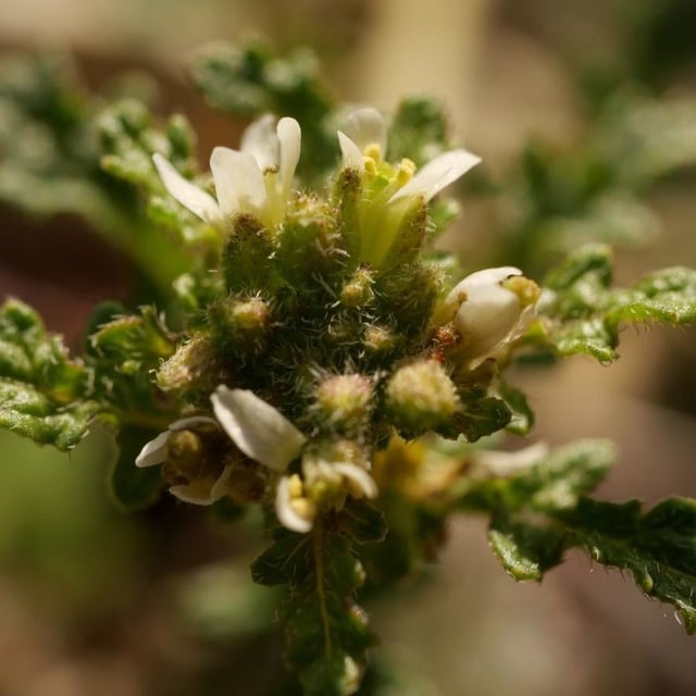 Erucastrum supinum — flower