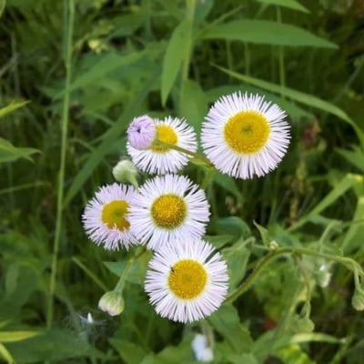 Erigeron philadelphicus — flower