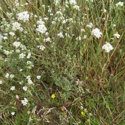 Draba incana — flower