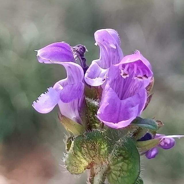 Prunella grandiflora — flower
