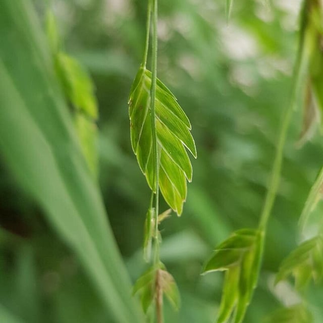 Chasmanthium latifolium — flower