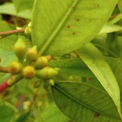 Eucalyptus obliqua — fruit