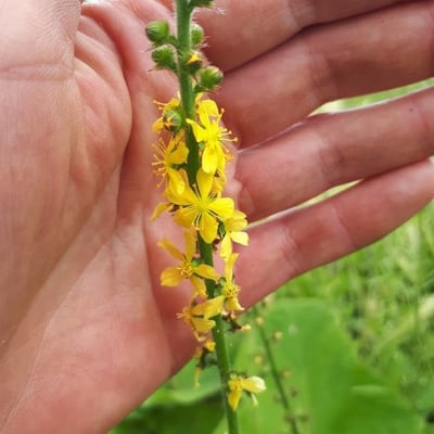 Agrimonia procera — flower