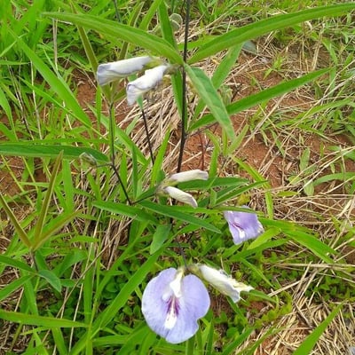 Clitoria mariana — flower