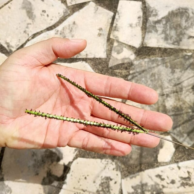 Paspalum notatum — flower