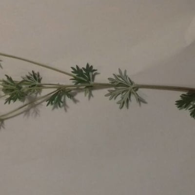 Potentilla neglecta — flower