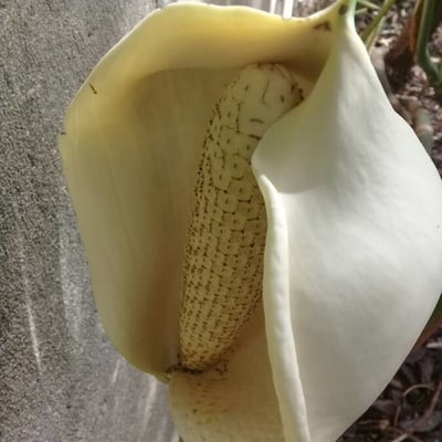 Monstera adansonii — flower