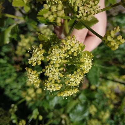 Smyrnium olusatrum — flower