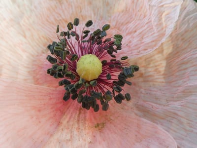 Long-head poppy