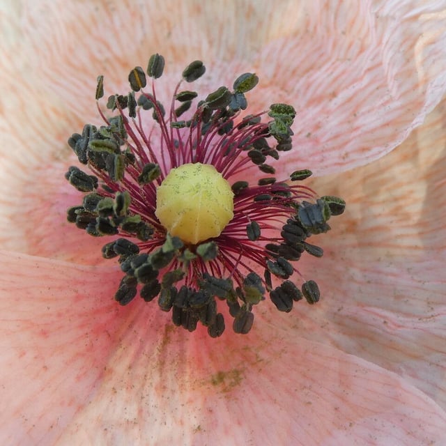 Long-head poppy