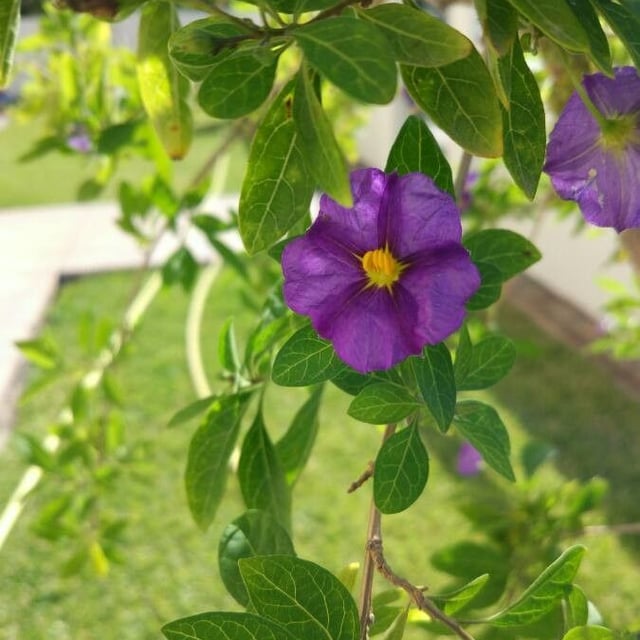 Solanum laciniatum — flower