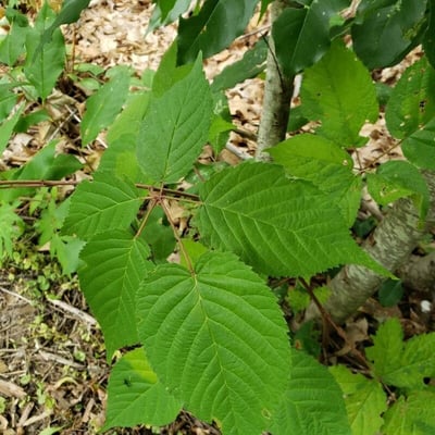 Rubus canadensis — leaf